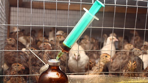 Antibiotiques